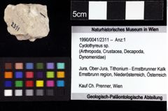 Foto (Objket + Etiketten) von Cyclothyreus sp. 